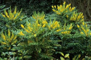 Mahonia Japonica, grows to around 200cm (6ft) produces yellow flowers in winter